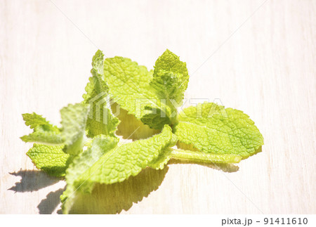 ミント　ハーブ　アップルミント　薬用植物　イメージ素材　ミントウォーター 91411610