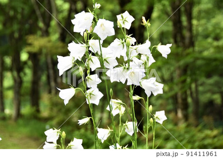 モモバキキョウ 91411961