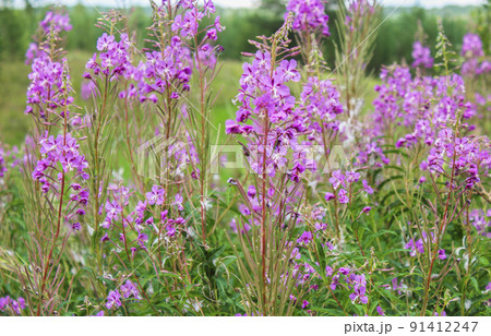 Blooming Ivan tea Blooming Ivan tea 91412247