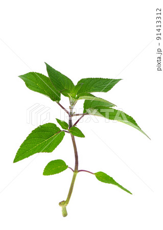 パイナップル　セージ 91413312