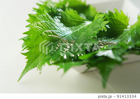 青紫蘇(あおじそ) 青紫蘇(あおじそ) 91413334