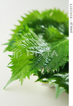 青紫蘇(あおじそ) 91413373