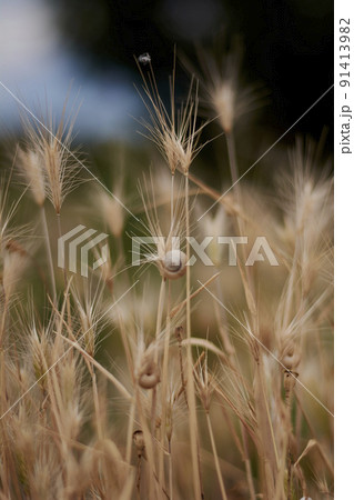 Oat plant with snails Oat plant with snails 91413982