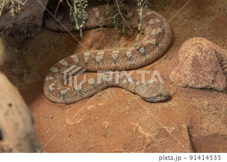 Portrait of a snake in nature in Palestineの写真素材 [91414535] - PIXTA