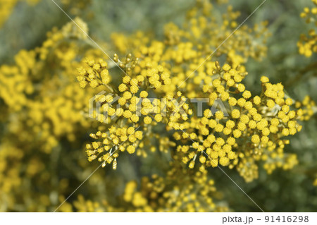 Italian everlasting flowers Italian everlasting flowers 91416298