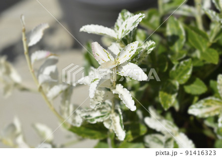 Wintercreeper Harlequin 91416323
