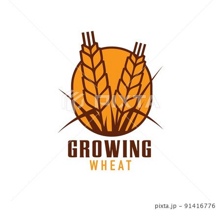 Wheat icon, rice, oat or barley millet and...のイラスト素材 [91416776] - PIXTA