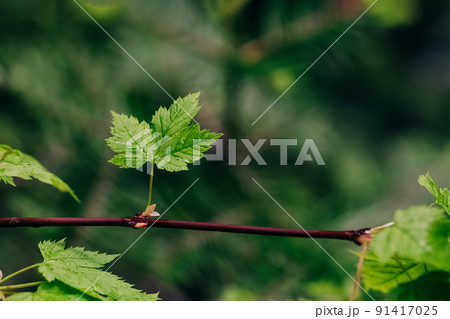 Close-up of green leaf on the branch 91417025