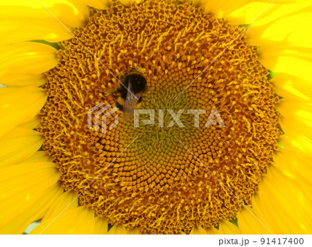 Honey Bee pollinating sunflower. Bee produces honey on a flower. Close-up shot of bee collect nectar on sunflower 91417400