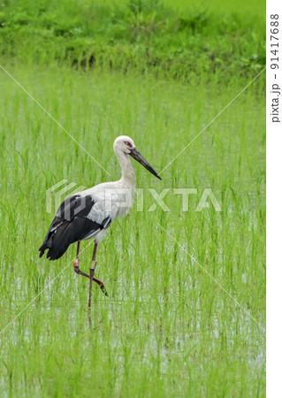【兵庫】朝来市・和田山、田んぼに来たコウノトリ 【兵庫】朝来市・和田山、田んぼに来たコウノトリ 91417688
