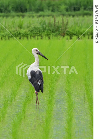 【兵庫】朝来市・和田山、田んぼに来たコウノトリ 【兵庫】朝来市・和田山、田んぼに来たコウノトリ 91417690
