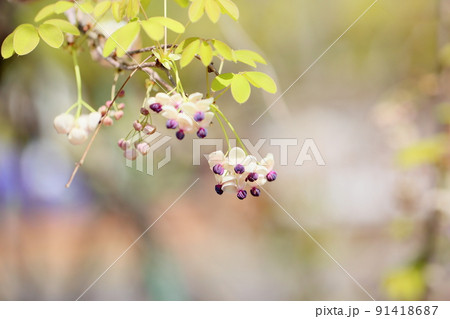 アケビの花 アケビの花 91418687