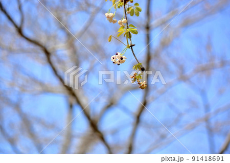 アケビの花 アケビの花 91418691