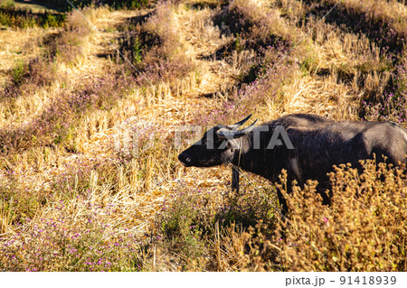 Ban Pa Pong Piang Rice terraces or Baan Pa Pong Pieng in Doi Inthanon national park, Chiang Mai Ban Pa Pong Piang Rice terraces or Baan Pa Pong Pieng in Doi Inthanon national park, Chiang Mai 91418939