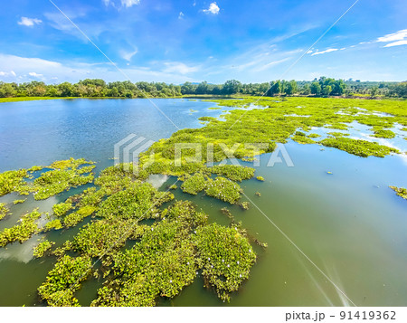 Nong Yai Pond and Wooden Bridge in Chumphon, Thailand Nong Yai Pond and Wooden Bridge in Chumphon, Thailand 91419362