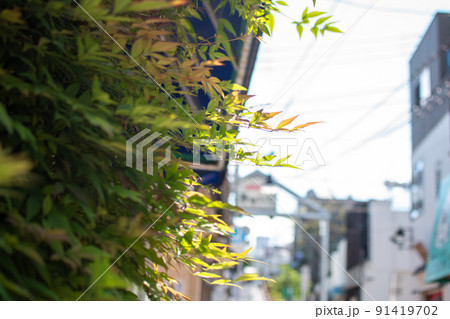 谷中銀座/東京都台東区 谷中銀座/東京都台東区 91419702