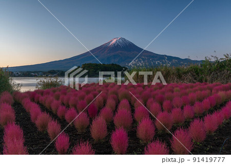 河口湖よりコキアの紅葉と富士山 91419777