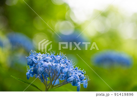 紫陽花 紫陽花 91419896
