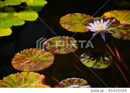夏の水面を飾る睡蓮の花 夏の水面を飾る睡蓮の花 91420104
