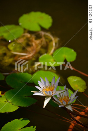 夏の水面を飾る睡蓮の花 夏の水面を飾る睡蓮の花 91420132