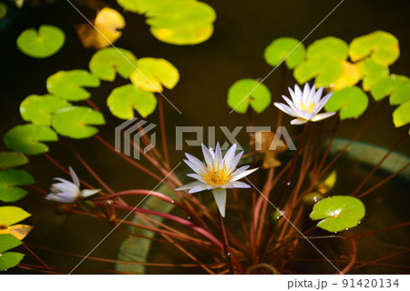 夏の水面を飾る睡蓮の花 91420134