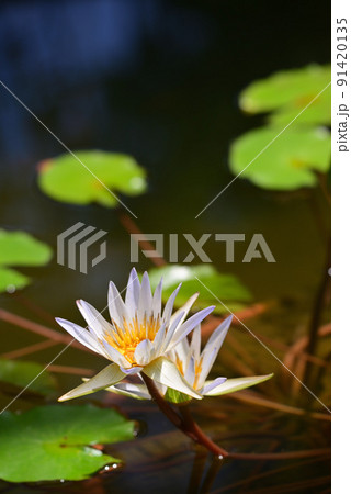 夏の水面を飾る睡蓮の花 91420135