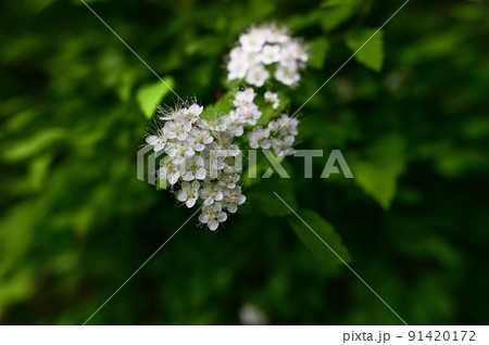 小さい白い花が沢山咲くアイズシモツケ 91420172