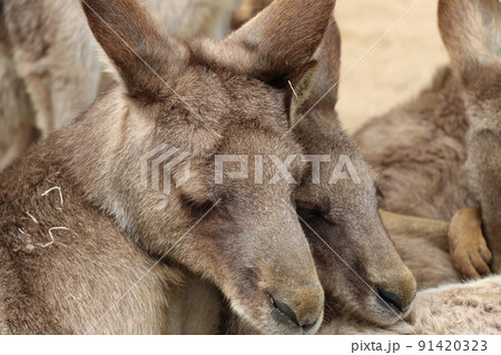 寄り添って眠るカンガルーの群れ 寄り添って眠るカンガルーの群れ 91420323