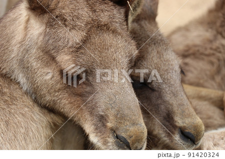 寄り添って眠るカンガルーの群れ 寄り添って眠るカンガルーの群れ 91420324