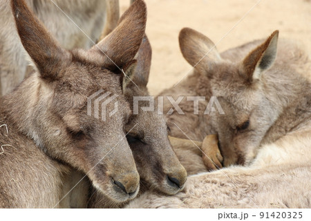 寄り添って眠るカンガルーの群れ 寄り添って眠るカンガルーの群れ 91420325