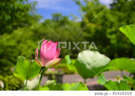 夏の朝に咲くハスの花 夏の朝に咲くハスの花 91420359