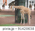 おくびが長くてかわいいキリン　東京で見られる動物園　夏休み　麒麟　きりん 91420638