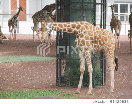 おくびが長くてかわいいキリン 東京で見られる動物園 夏休み 麒麟 きりん おくびが長くてかわいいキリン 東京で見られる動物園 夏休み 麒麟 きりん 91420638