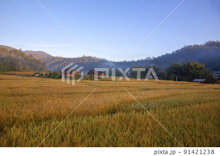 Beautiful morning light, Boon Kho Ku So Bridge is located in Pam Bok Village. 91421238
