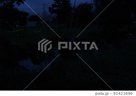 北杜市白州町、ホタル舞う夏の夕べ 北杜市白州町、ホタル舞う夏の夕べ 91421690