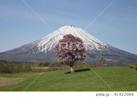 一本桜と羊蹄山 一本桜と羊蹄山 91422069