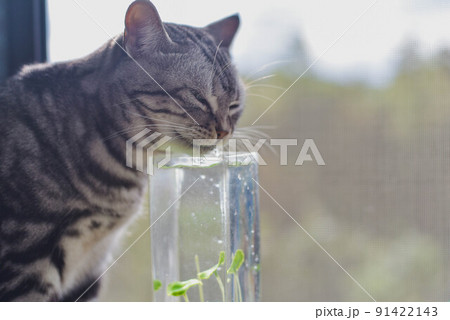 夏の窓際で水を飲む猫 夏の窓際で水を飲む猫 91422143