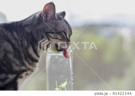 夏の窓際で水を飲む猫 91422144