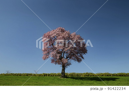 一本桜 一本桜 91422234
