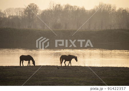 水辺のサラブレッド 91422357