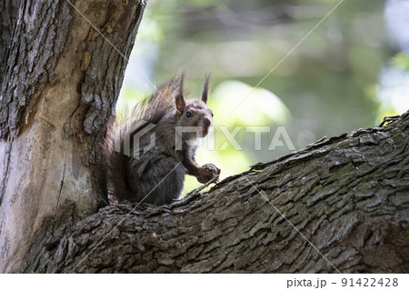 エゾリス 91422428