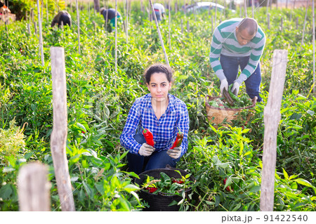 Female farmer collect harvest bell peppers on farm plantation 91422540