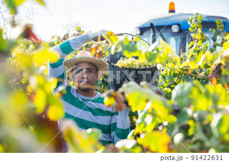 Hispanic vineyard owner carrying bucket with ripe grapes 91422631