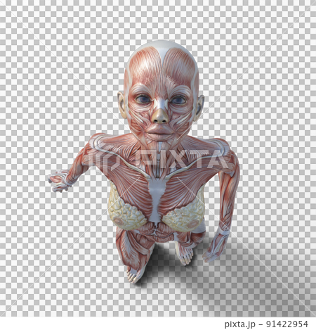 Muscle specimen female perming3DCG illustration material 91422954