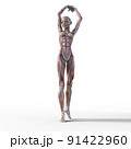 筋肉標本　女性　perming3DCGイラスト素材 91422960