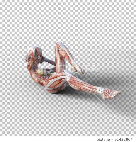 Muscle specimen female perming3DCG illustration material 91422964