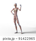 筋肉標本　女性　perming3DCGイラスト素材 91422965