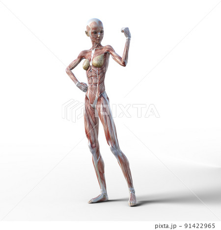 筋肉標本　女性　perming3DCGイラスト素材 91422965