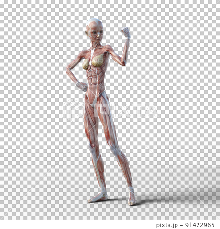 筋肉標本　女性　perming3DCGイラスト素材 91422965
