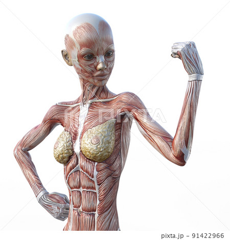 筋肉標本　女性　perming3DCGイラスト素材 91422966
